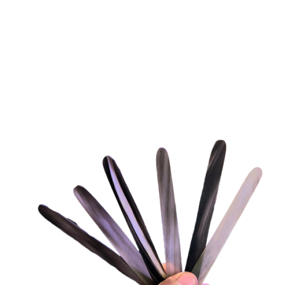 Gazelle horn oud pick